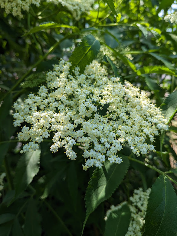 American Elderberry (Sambucus canadensis)