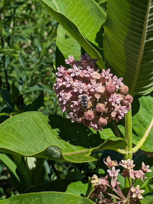 Common Milkweed (Asclepias syriaca)