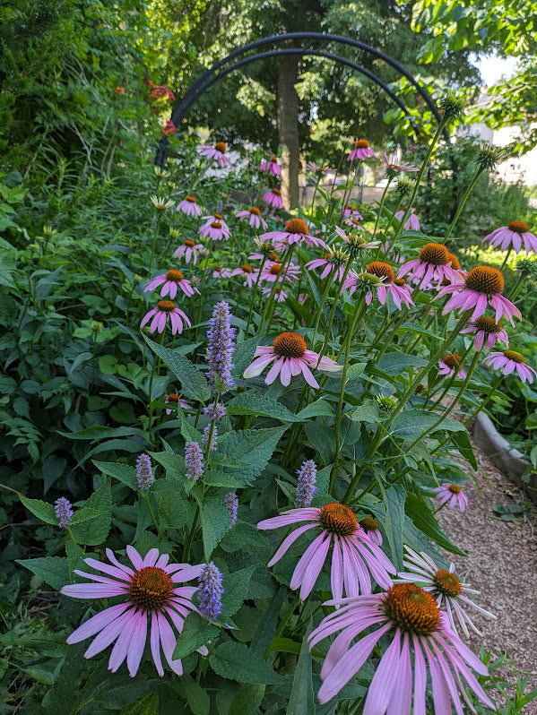 Purple Coneflower (Echinacea purpurea)