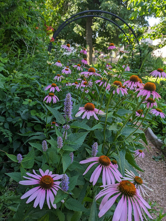 Purple Coneflower (Echinacea purpurea)