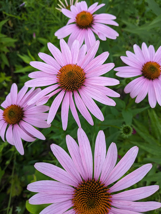 Purple Coneflower (Echinacea purpurea)