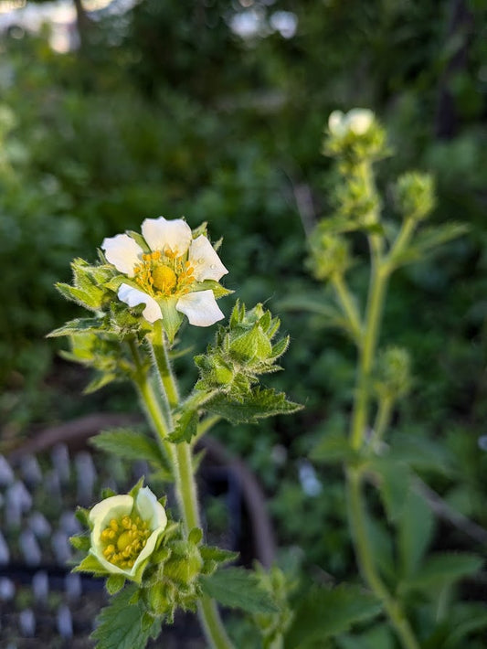 Prairie Cinquefoil (Drymocallis arguta)