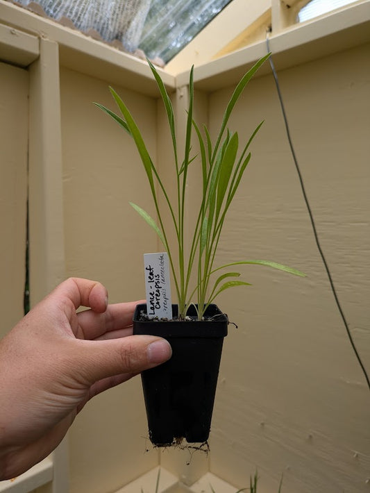 Lanceleaf Coreopsis (Coreopsis lanceolata)