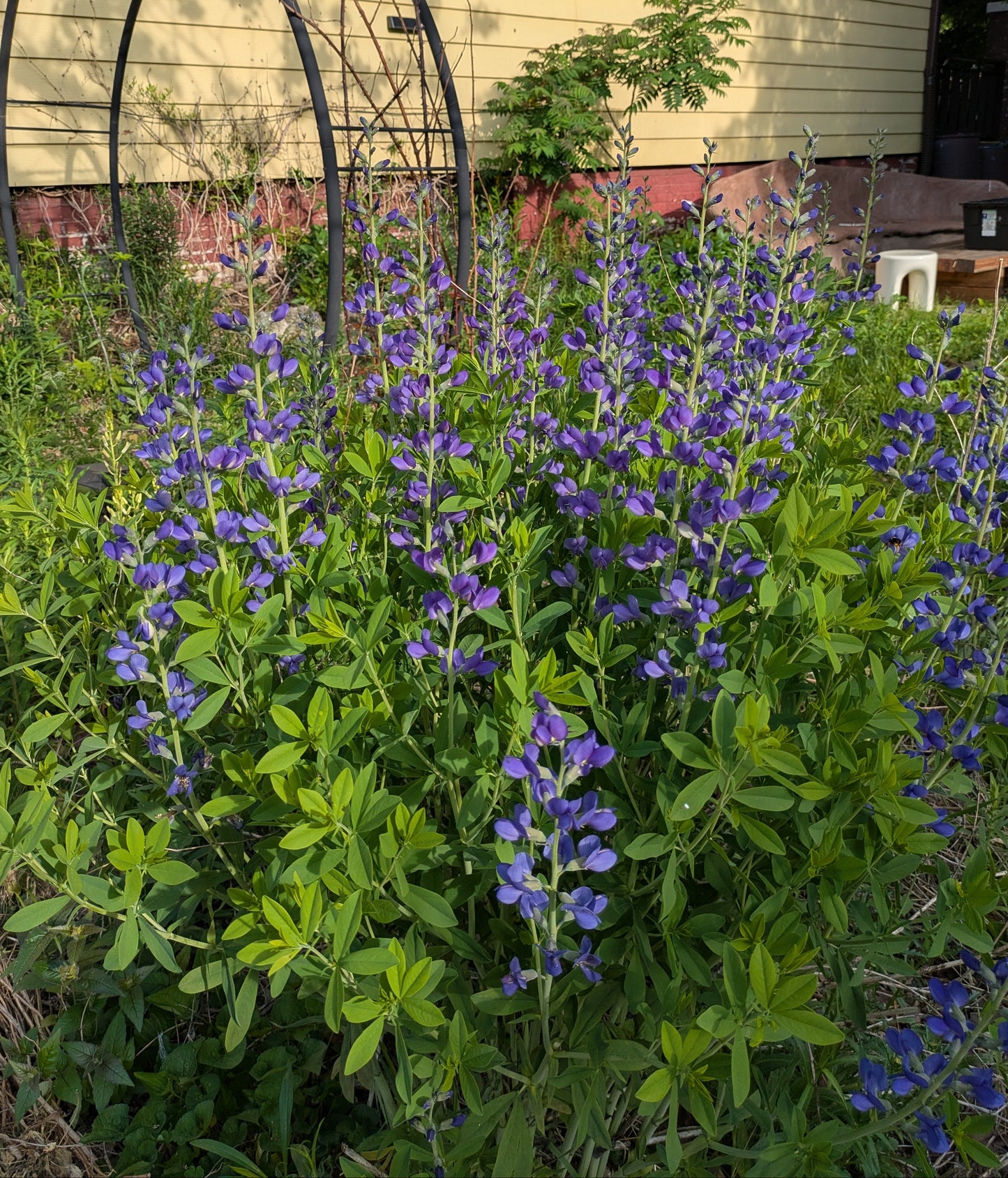 Blue wild indigo (baptisia australis)