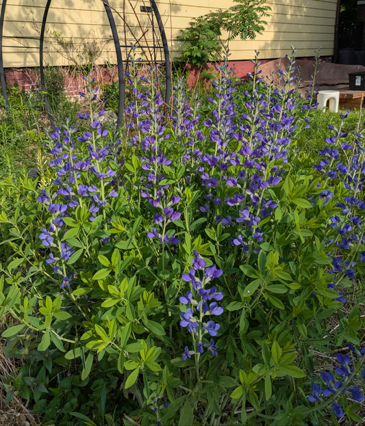 Blue wild indigo (baptisia australis)