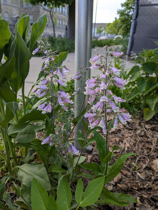 Hairy Beardtongue (Penstemon hirsutus)
