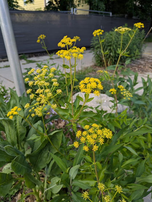 Golden Alexander (Zizia aurea)