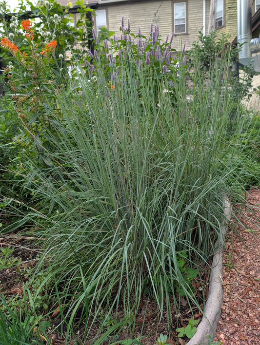 Little Bluestem (Schizachyrium scoparium)