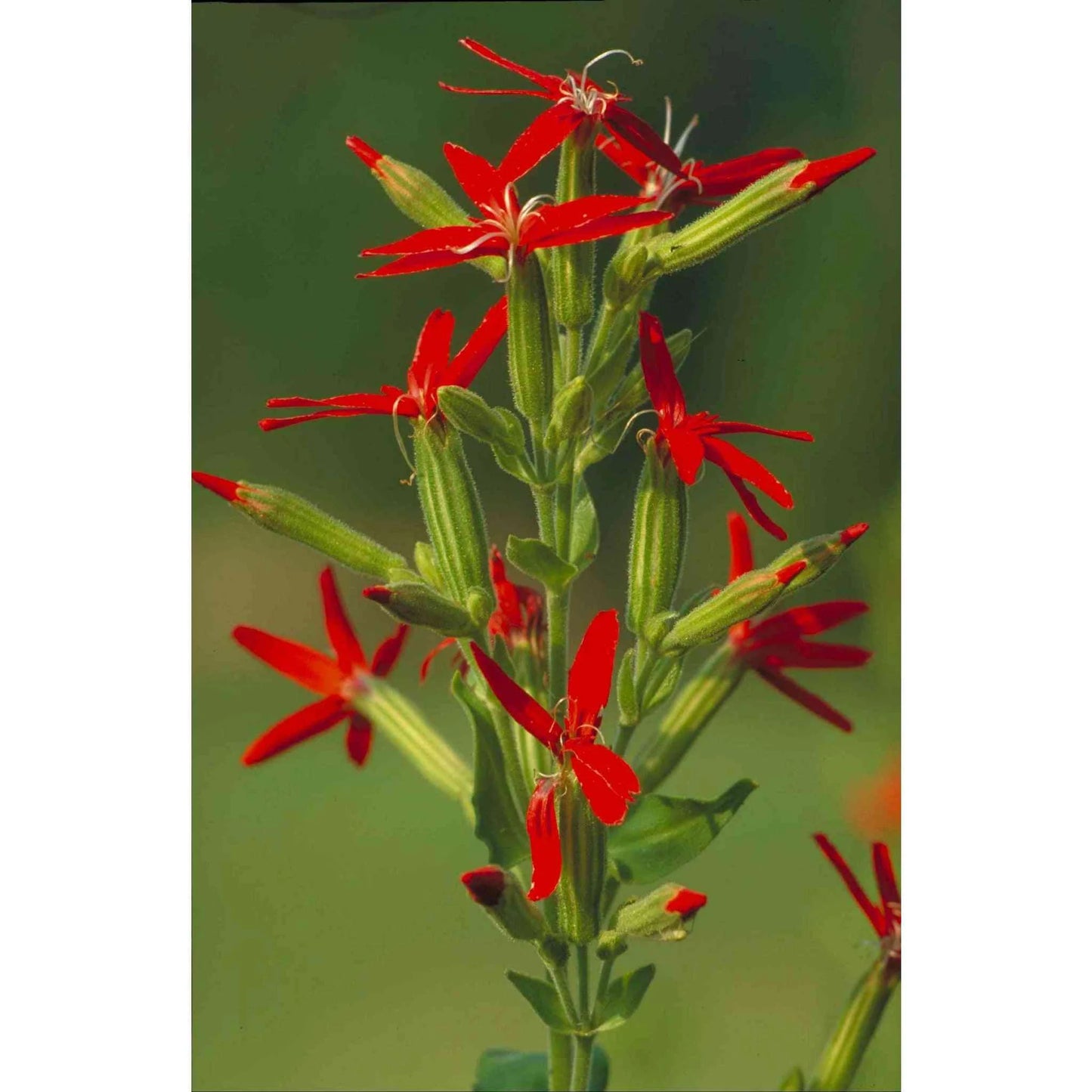 Royal Catchfly (Silene regia)