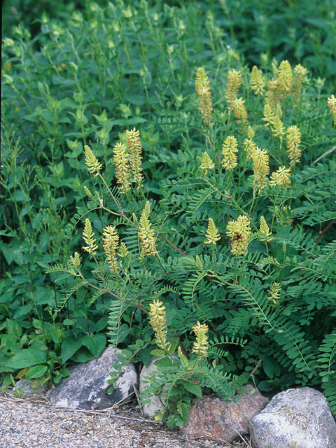 Canada Milk Vetch (Astragalus canadensis)