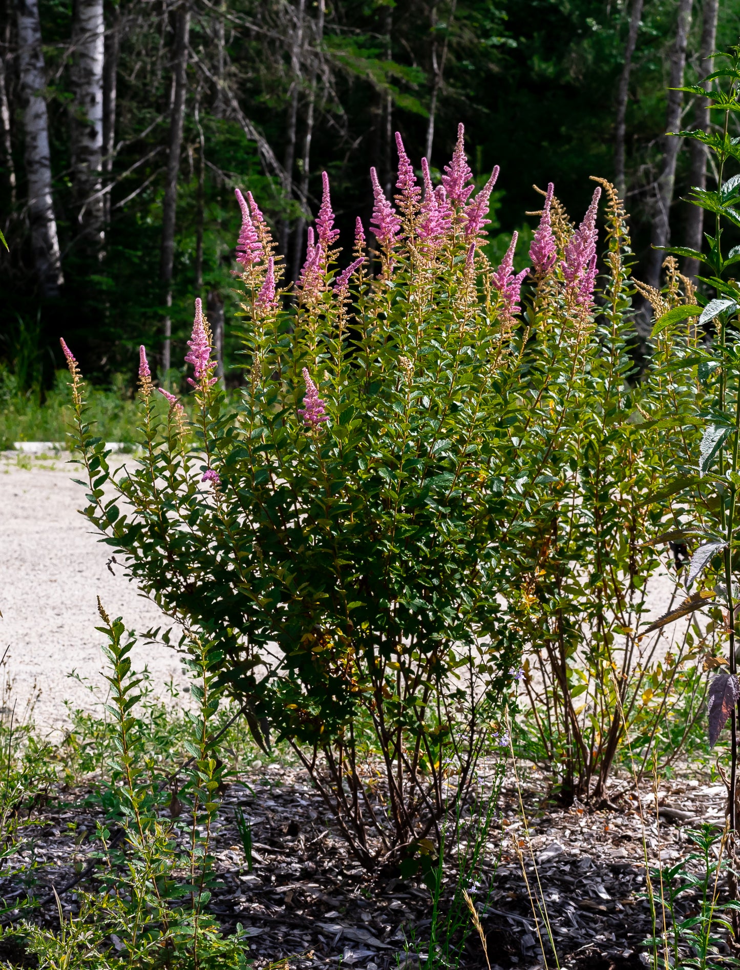 Steeplebush (Spiraea tomentosa)