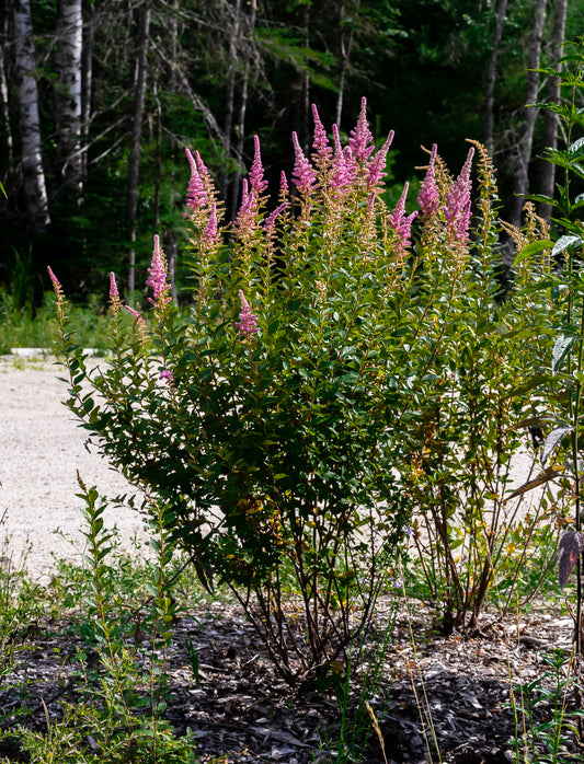 Steeplebush (Spiraea tomentosa)