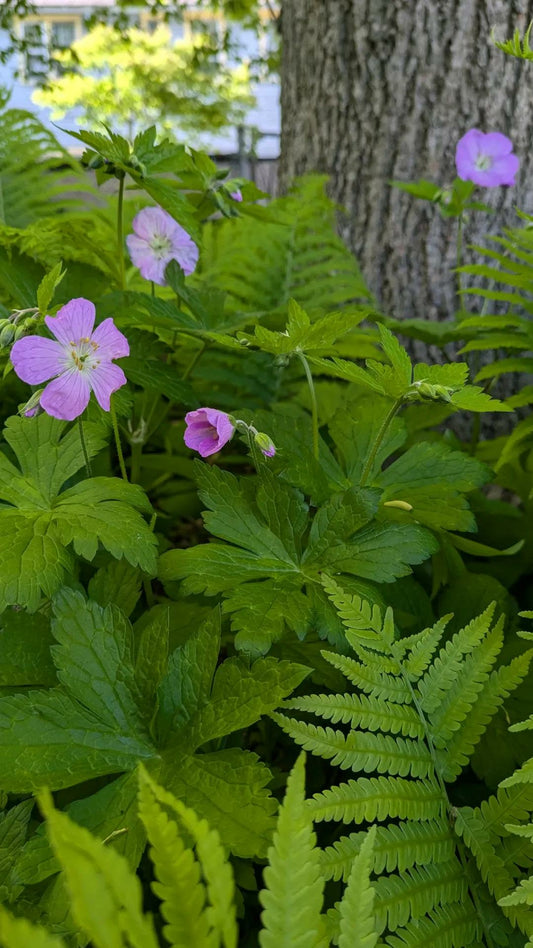 Wild Geranium (Geranium maculatum)