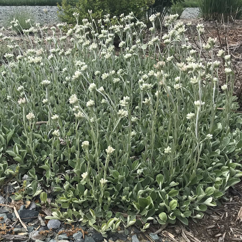 Prairie Pussytoes (Antennaria neglecta)