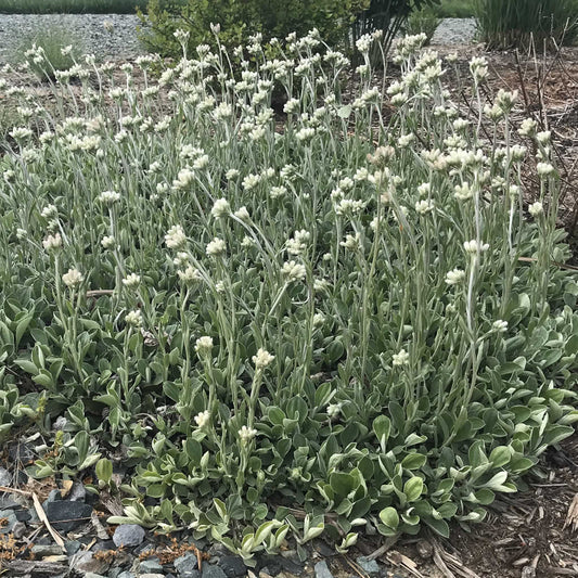 Prairie Pussytoes (Antennaria neglecta)