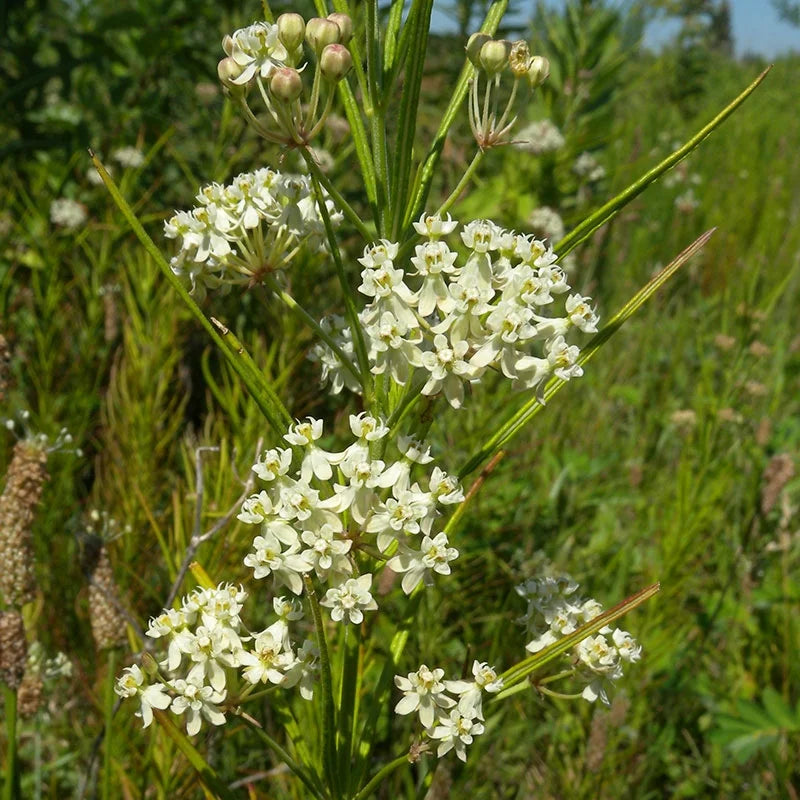 Whorled Milkweed (Asclepias verticillata)