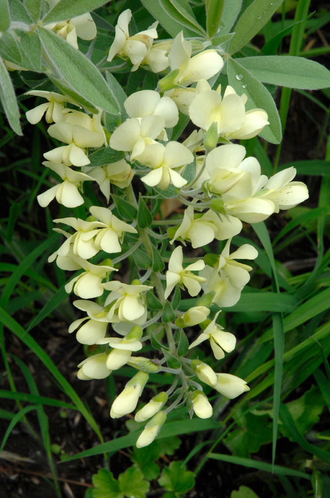 Cream Wild Indigo (Baptisia bracteata)