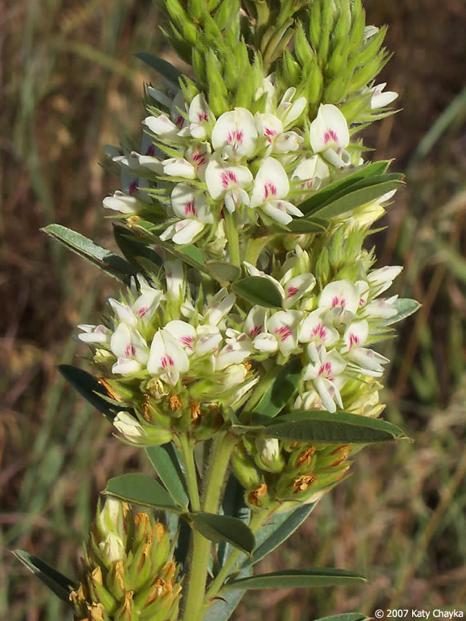 Round-headed Bush Clover (Lespedeza capitata)