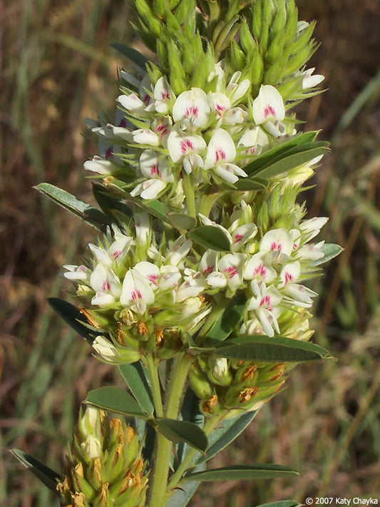 Round-headed Bush Clover (Lespedeza capitata)