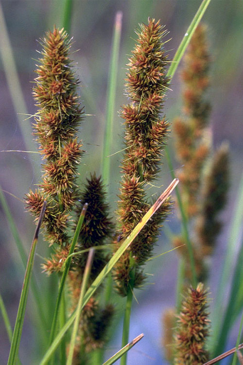 Brown Fox Sedge (Carex vulpinoidea)