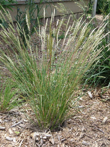 June Grass (Koeleria macrantha)