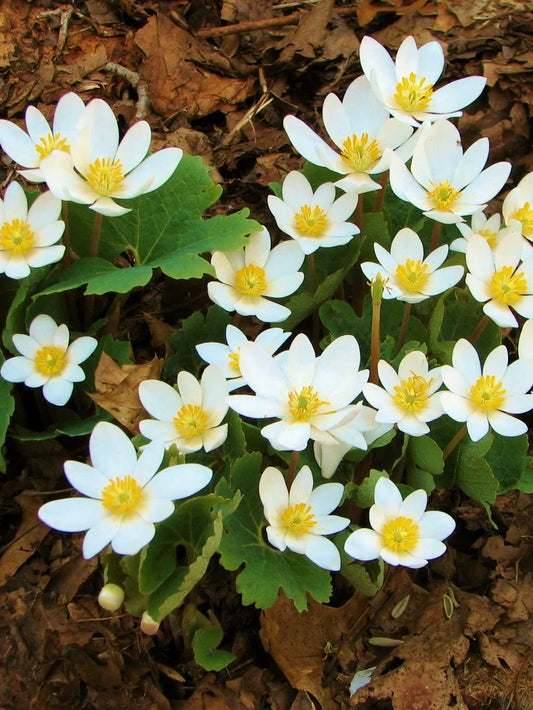 Bloodroot (Sanguinaria canadensis)