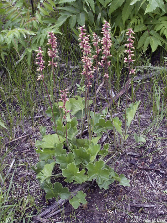 Prairie Alumroot (Heuchera richardsonii)