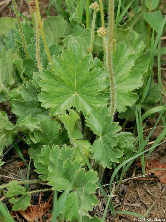 Prairie Alumroot (Heuchera richardsonii)