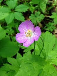 Wild Geranium (Geranium maculatum)