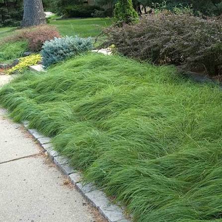 Pennsylvania Sedge (Carex pensylvanica)