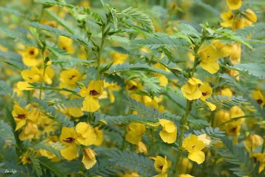Partridge Pea (Chamaecrista fasciculata)