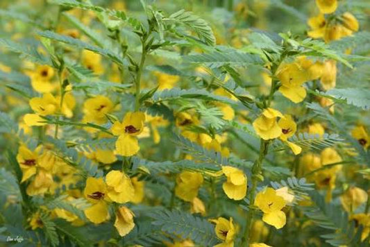 Partridge Pea (Chamaecrista fasciculata)