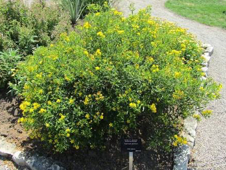 Shrubby St. John's Wort (Hypericum prolificum)