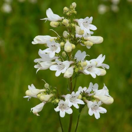 Foxglove Beardtongue (Penstemon digitalis)