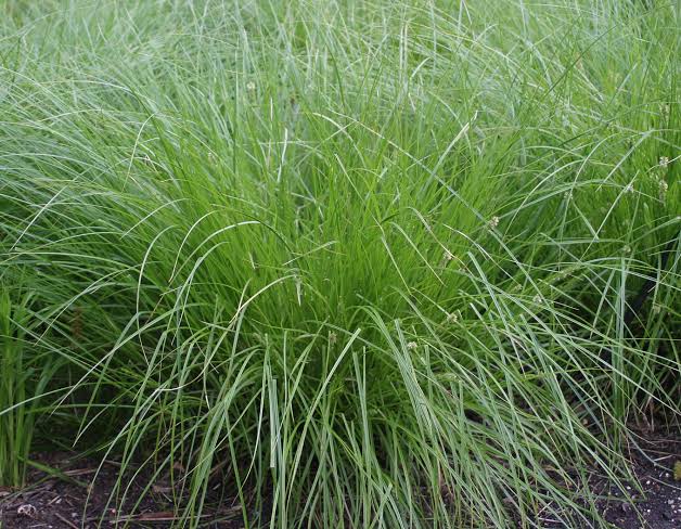 Brown Fox Sedge (Carex vulpinoidea)