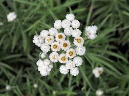 Pearly Everlasting (Anaphalis margaritacea)
