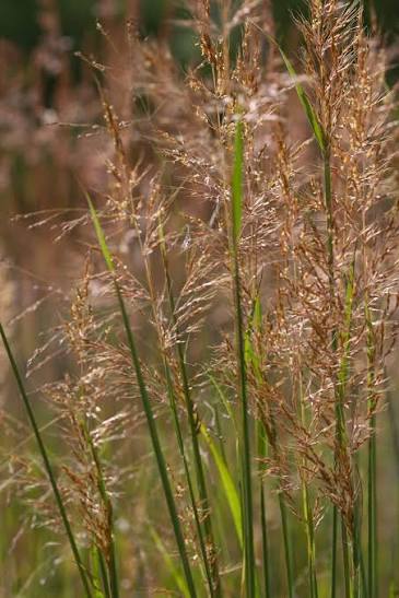Indian Grass (Sorghastrum nutans)