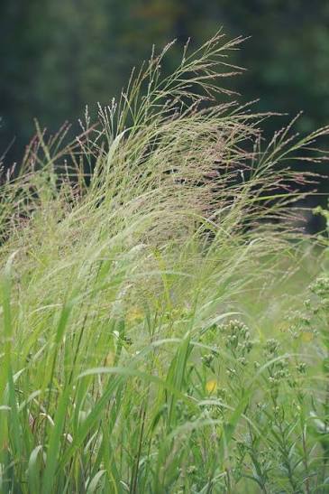 Indian Grass (Sorghastrum nutans)