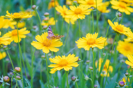 Lanceleaf Coreopsis (Coreopsis lanceolata)