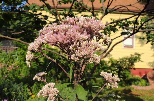 Joe-Pye Weed (Eutrochium maculatum)