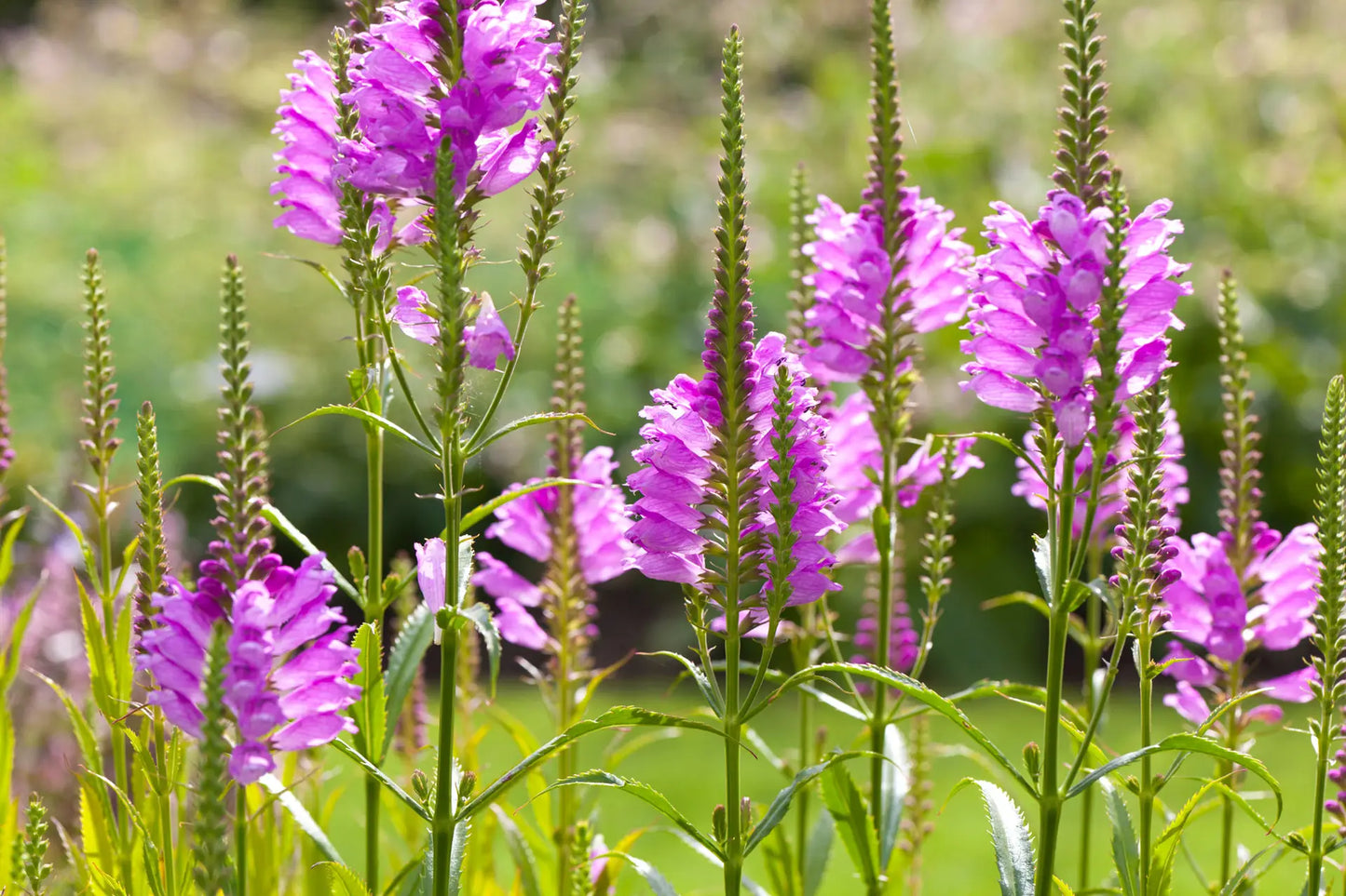 Obedient Plant (Physostegia virginiana)