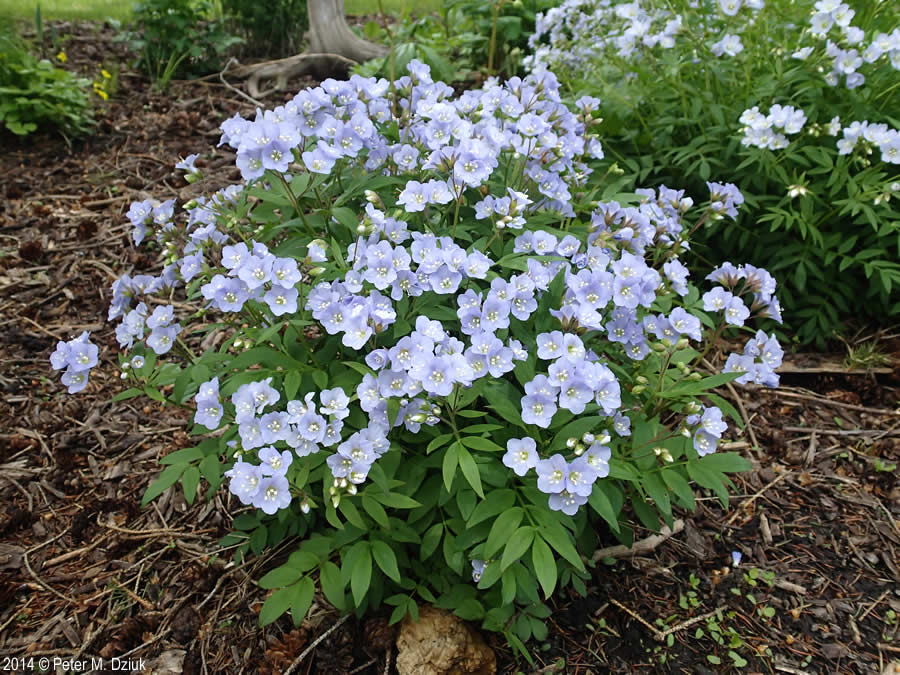Jacob’s Ladder (Polemonium reptans)