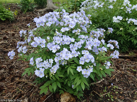 Jacob’s Ladder (Polemonium reptans)