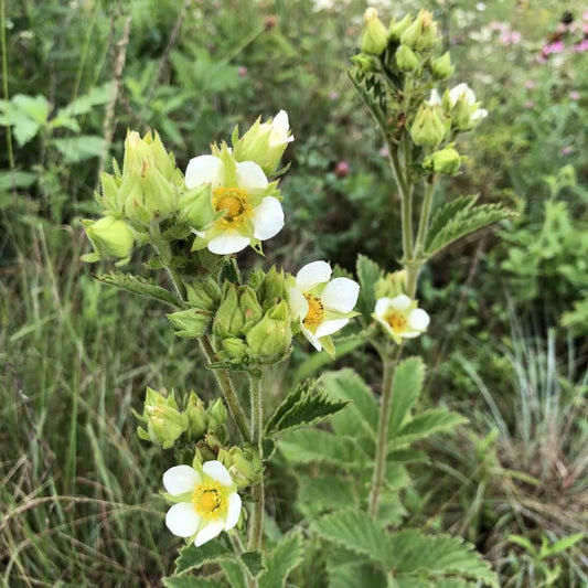 Prairie Cinquefoil (Drymocallis arguta)