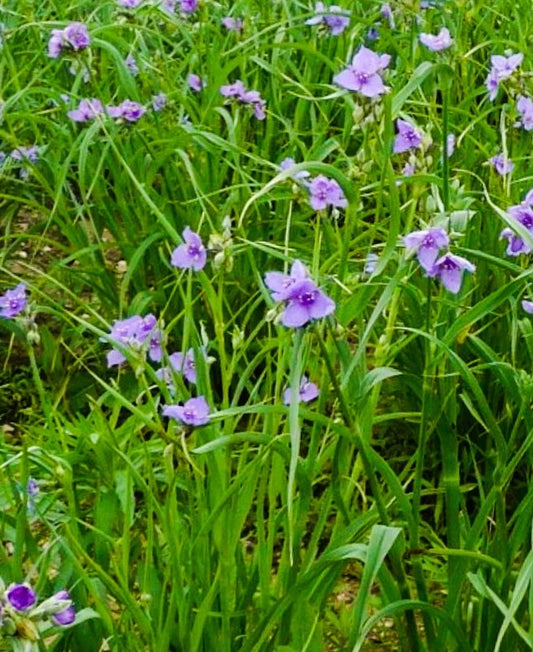 Prairie Spiderwort (Tradescantia occidentalis)
