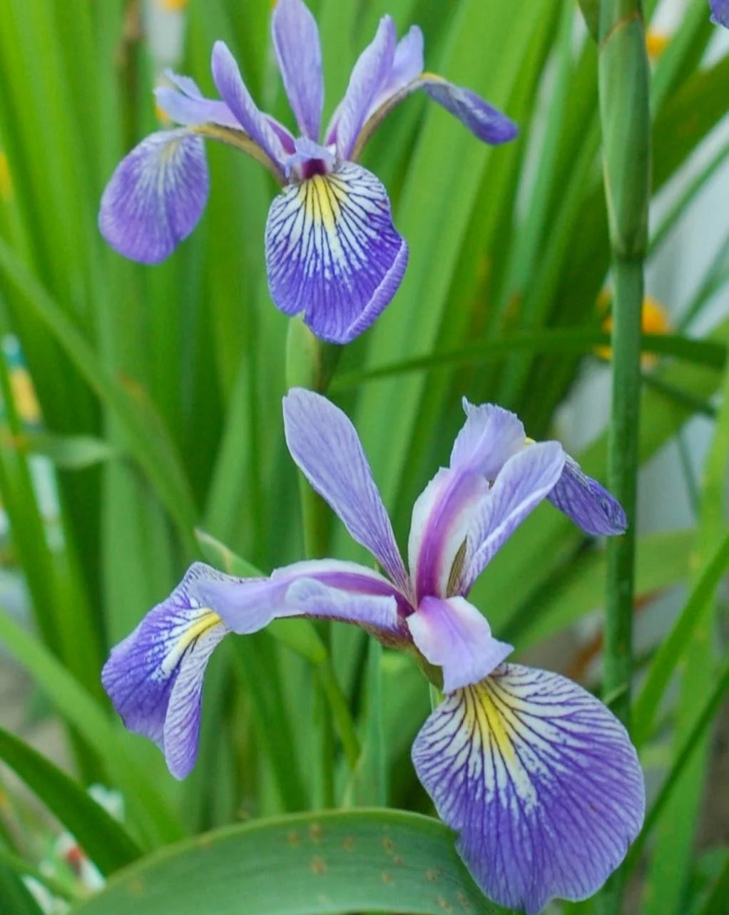 Northern Blue Flag Iris (Iris versicolor)