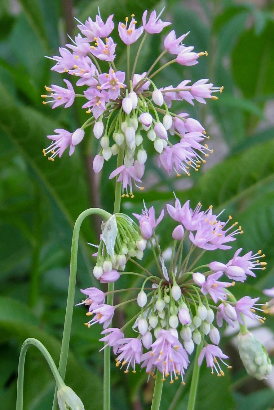 Nodding Onion (Allium cernuum)