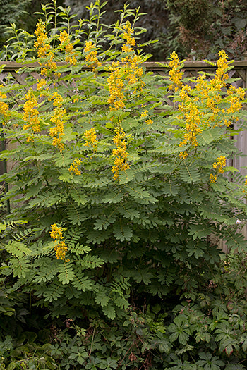 Wild Senna (Senna hebecarpa)