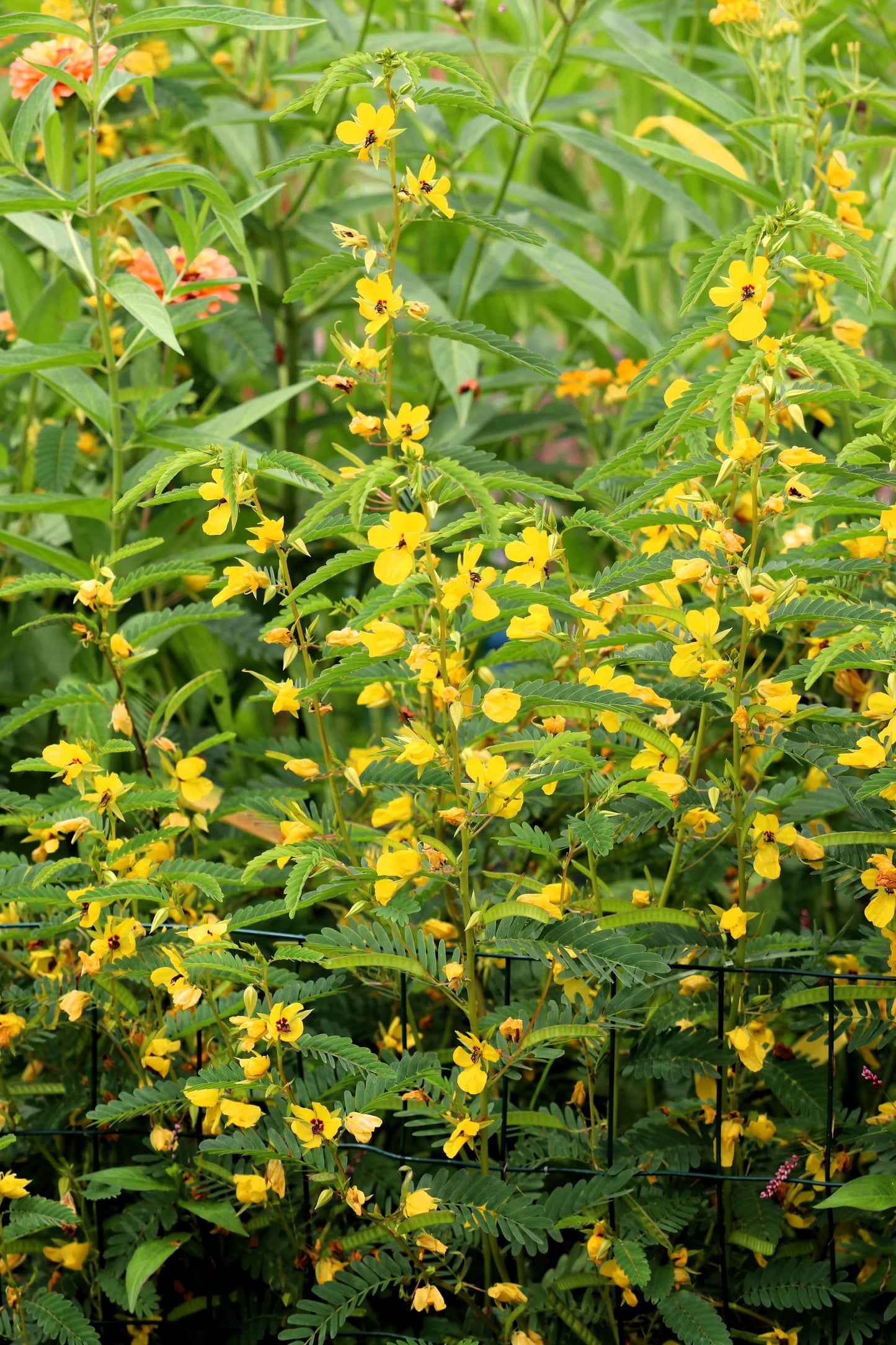 Partridge Pea (Chamaecrista fasciculata)
