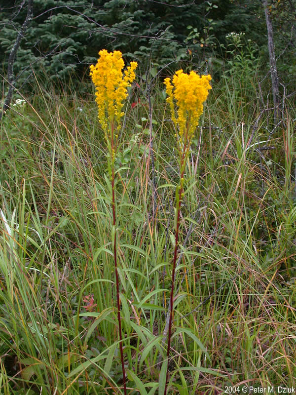 Bog Goldenrod (Solidago uliginosa)